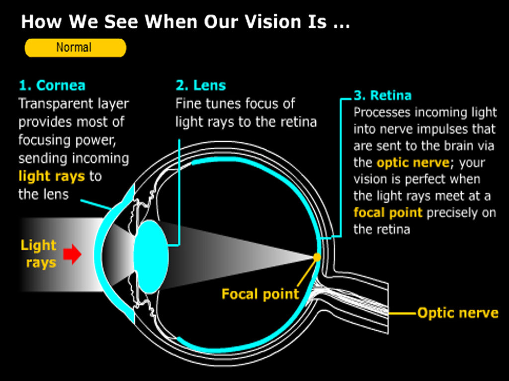 diagram of an eye and how it functions